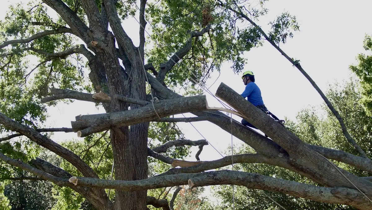 Professional Crown Thinning performed by certified arborists in Crumpler